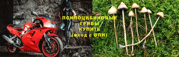 сатива Кодинск